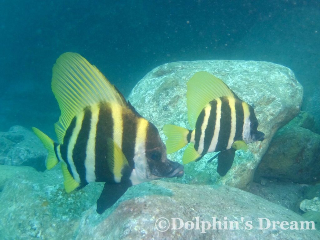 西伊豆雲見_テングダイ01