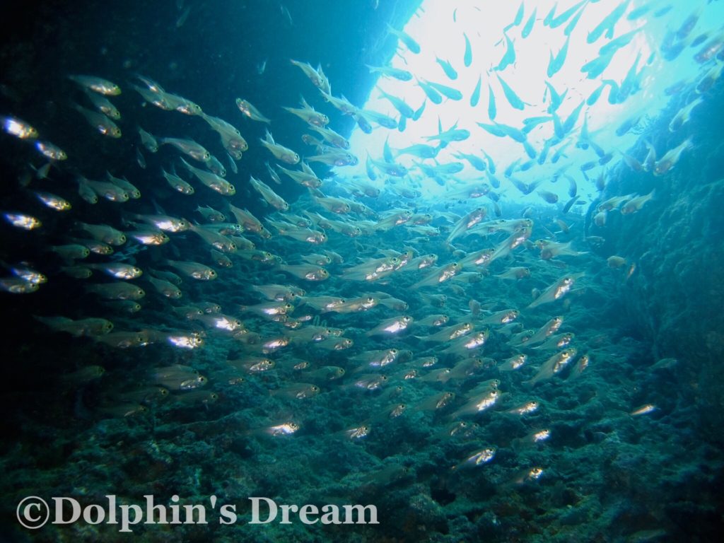 西伊豆雲見_キンメモドキ0!