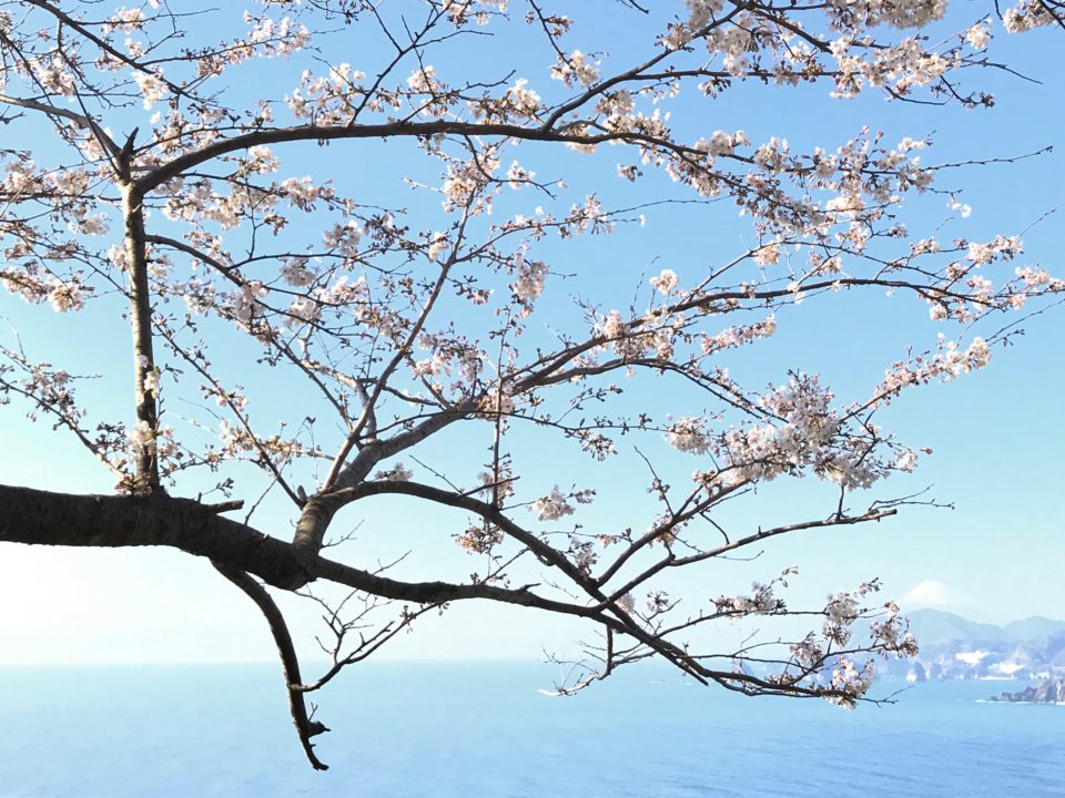 富士山と桜