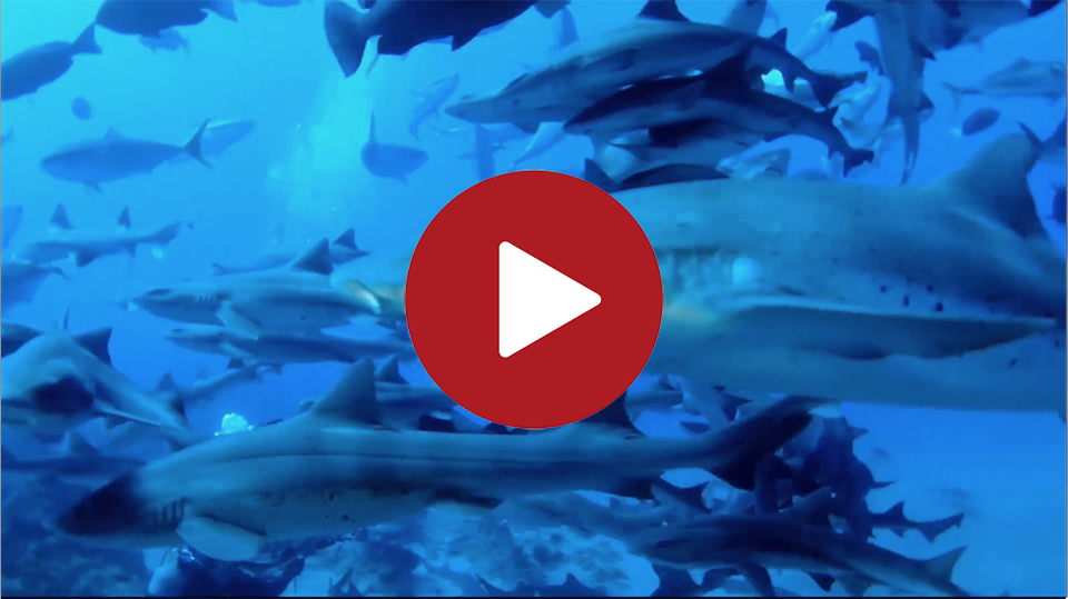 シャークスクランブルの動画