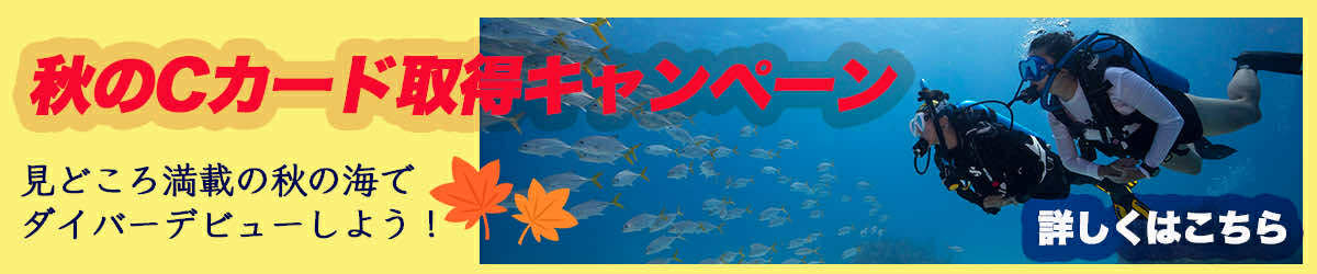 キャンペーン