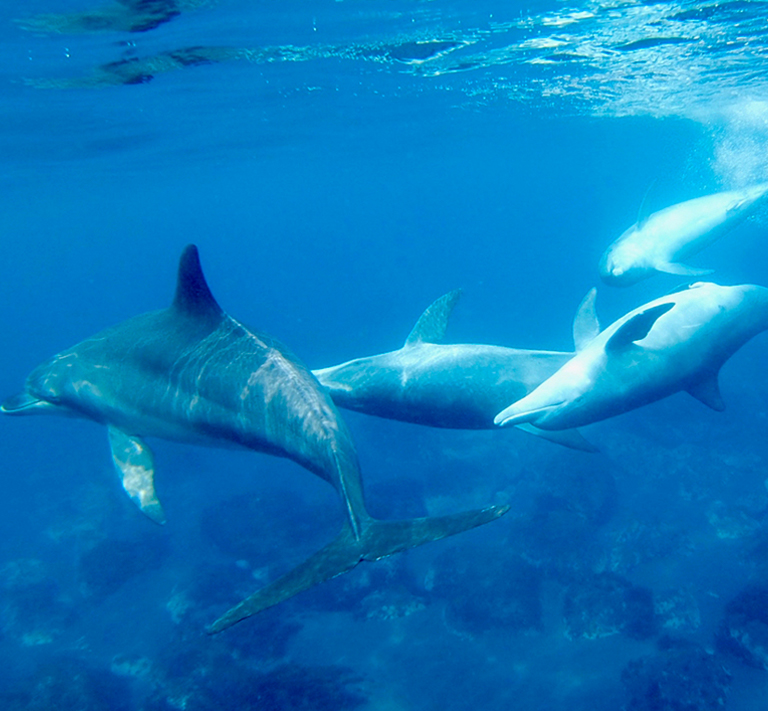 dream dolphin CD 26枚まとめ売り ドリームドルフィン 帯付き DreamDolphin-Band_grande.jpg?v